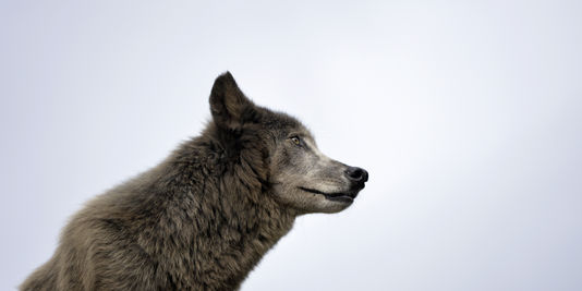 4435589_5_ff18_ill-4435589-9f28-000-par7662048_c79526dcde03774dacbe2ab0d347520d