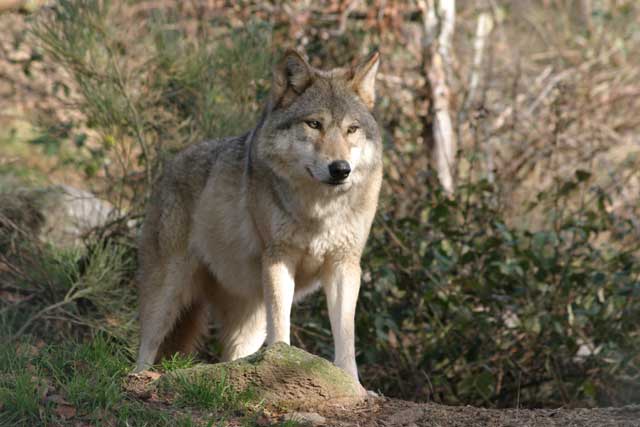 loups_de_mongolie_01